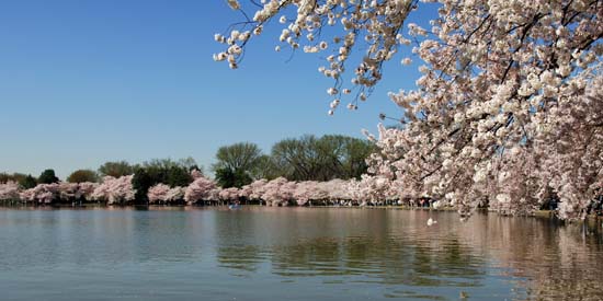 2005-04-10_CherryBlossoms_040