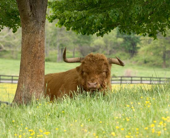 2005-05-13_cows_075