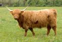 2005-05-13_cows_001