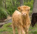 2005-05-13_cows_009