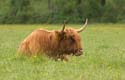 2005-05-13_cows_042