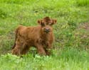 2005-05-13_cows_083