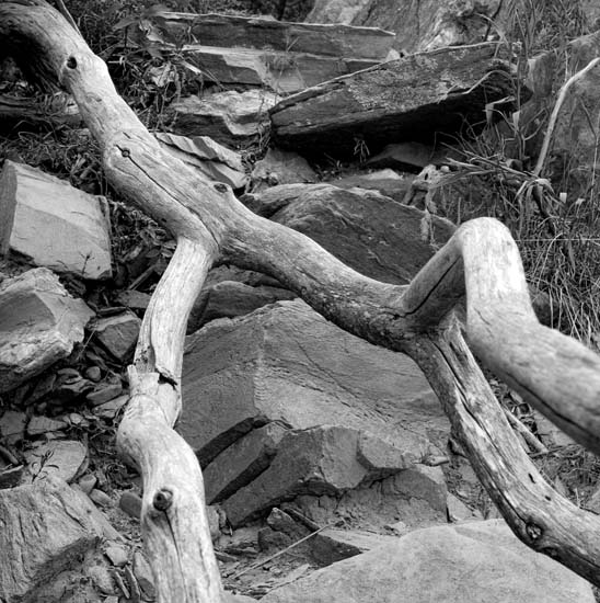 2005-09-10_fallen-tree_034