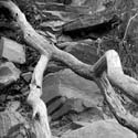 2005-09-10_fallen-tree_034